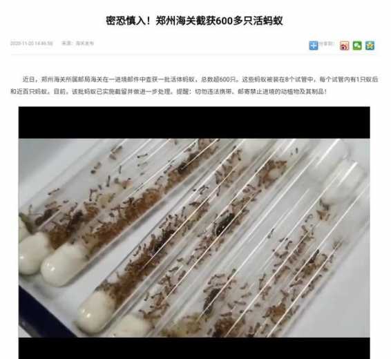 慎入！海关截获600只活蚂蚁！-1.jpg