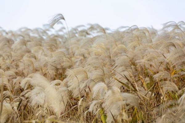 早读社丨109国冷链食品输华 海关总署紧急沟通磋商-9.jpg