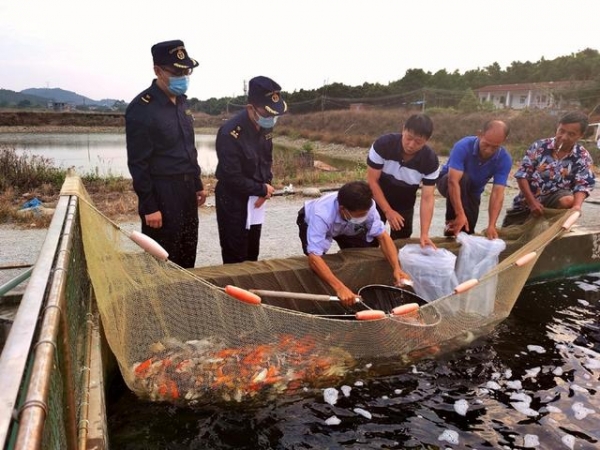 惠州海关助力辖区锦鲤首跃国门-1.jpg