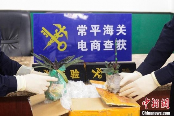 申报女上衣实为濒危植物 海关查获兰花“金童玉女”-1.jpg