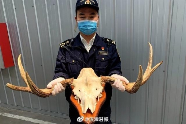 海关查获驼鹿头骨制品-1.jpg