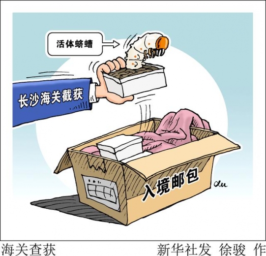 长沙海关截获邮寄入境活体蛴螬-1.jpg