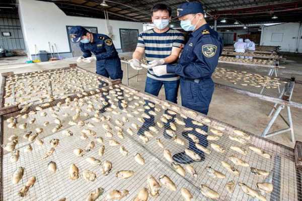 汕尾海关：以“新”谋胜 促“双循环”-2.jpg