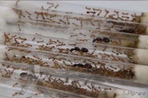 密恐慎入！郑州海关从入境邮件中查获600多只活蚂蚁-1.jpg