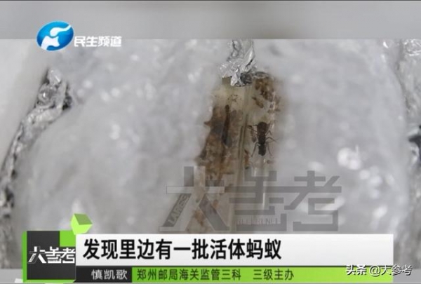 密恐慎入！郑州海关从入境邮件中查获600多只活蚂蚁-3.jpg