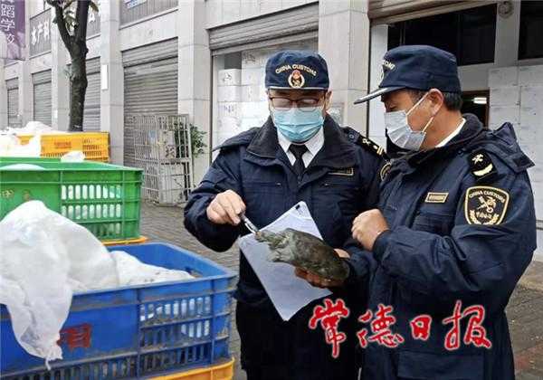 常德海关助力出口甲鱼产业复苏-2.jpg