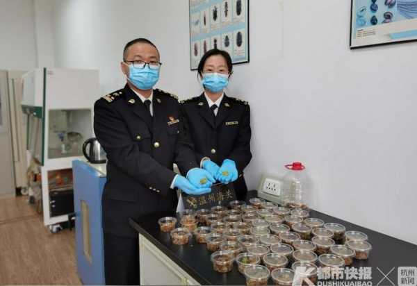 昨天，杭州海关在进境邮包中截获50只活体角蛙-1.jpg