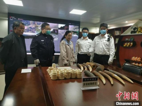 水口海关向林业局移交走私动物制品 共115件重约33.36千克-2.jpg