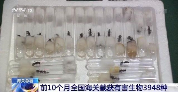 海关总署：前10个月全国海关截获有害生物3948种-1.jpg