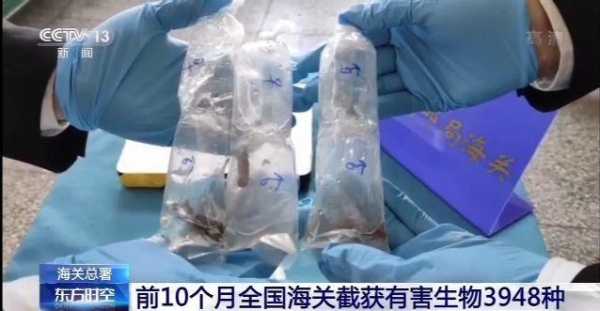 海关总署：前10个月全国海关截获有害生物3948种-3.jpg