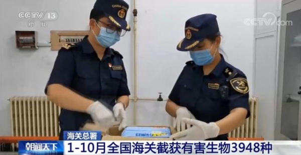 海关总署：前10个月全国海关截获有害生物3948种-1.jpg