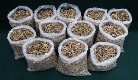 香港海关侦破受管制干海马案件 涉案金额百万港元-1.jpg