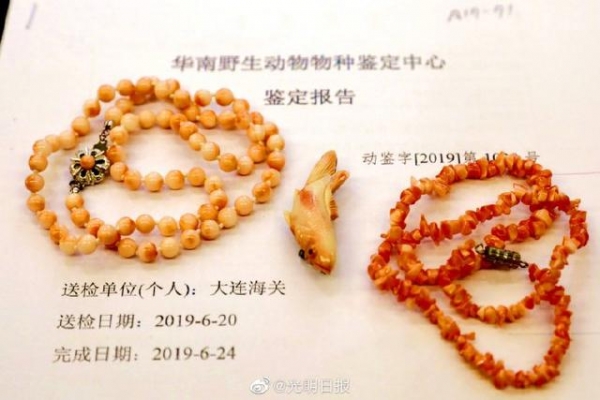 大连海关移交水生濒危动物制品1942件-3.jpg
