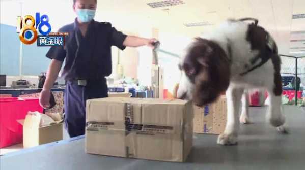 海关工作犬立大功！50只活的“招财蛙”混在玩具里被闻了出来-1.jpg