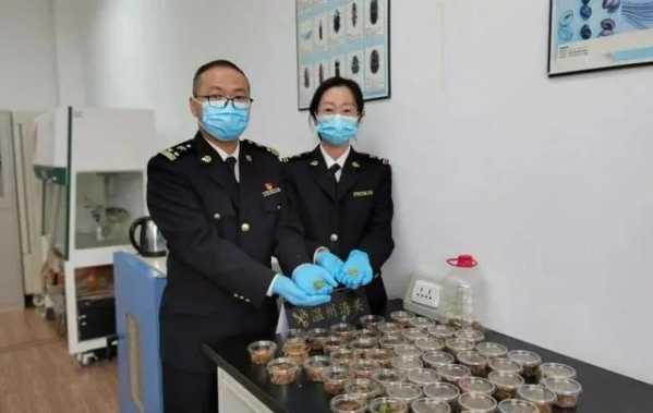 “汪汪队”立功！温州海关在进口邮包中查出50只活体角蛙-3.jpg
