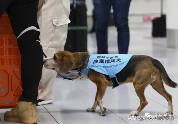 执法探讨｜被海关的检疫犬咬了，该打民事诉讼还是行政诉讼？-1.jpg