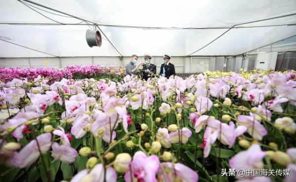 澳门回归21年 经拱北海关对澳进出口总值累计突破2900亿元-2.jpg