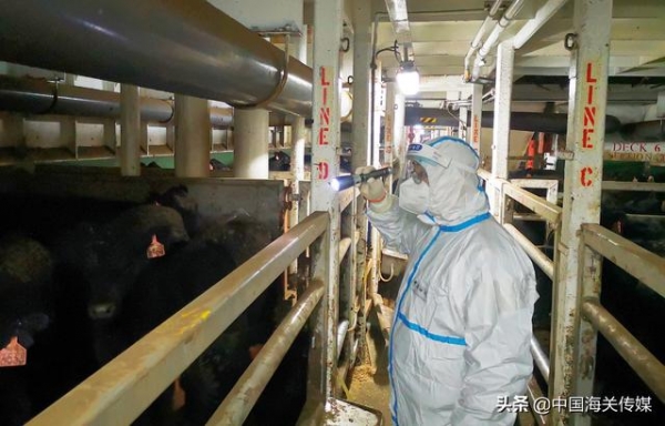 进口种牛海上漂泊半月有余，历经31小时终“上岸”-1.jpg