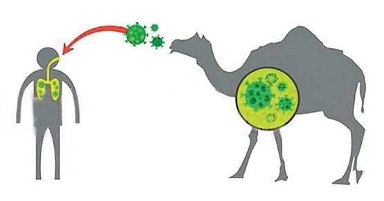 出入境常见传染病卫生大讲堂 | 中东呼吸综合征-3.jpg