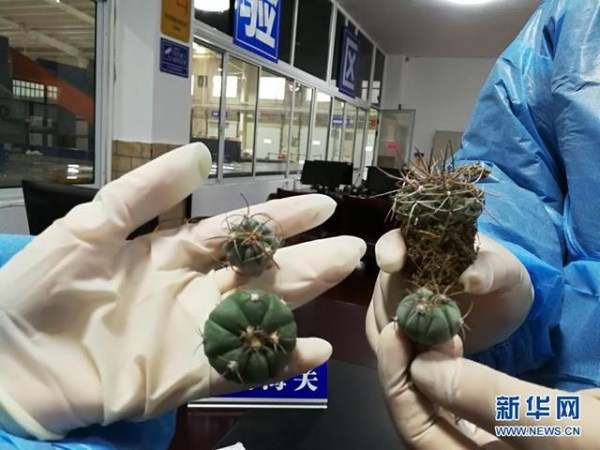 长沙海关截获活体濒危植物苗木2种4株-1.jpg