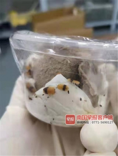 起鸡皮疙瘩！南宁海关部门在玩具包裹内发现2盒活体虫-1.jpg