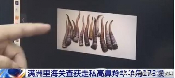 满洲里：海关查获走私高鼻羚羊羊角179根-3.jpg