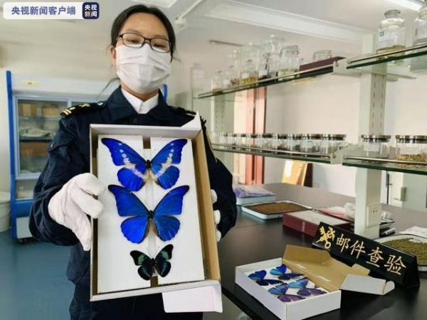 江苏金陵海关截获世界珍稀品种“光明女神闪蝶”等标本-1.jpg