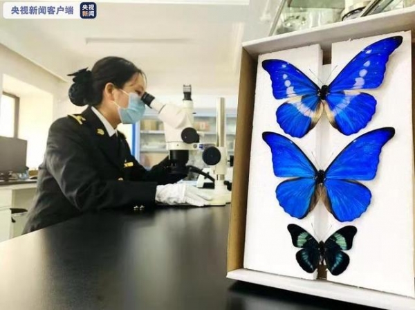 江苏金陵海关截获世界珍稀品种“光明女神闪蝶”等标本-4.jpg