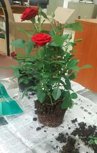 解读 | 种苗花卉出口那些事-9.jpg