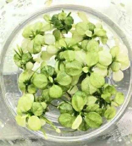 解读 | 种苗花卉出口那些事-12.jpg