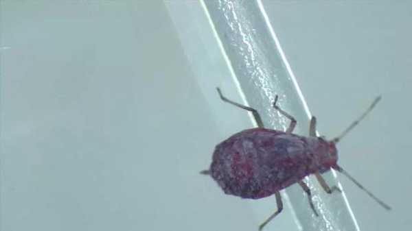 解读 | 种苗花卉出口那些事-13.jpg