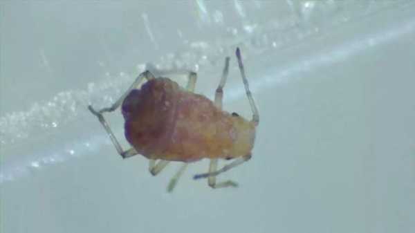 解读 | 种苗花卉出口那些事-14.jpg