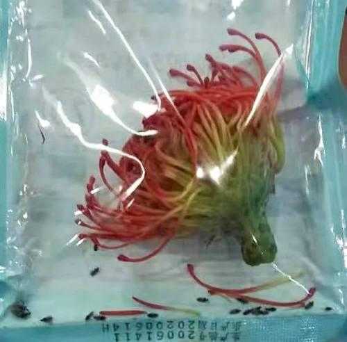 “藏身”鲜花 两种侵害植物昆虫被重庆机场海关截获-1.jpg