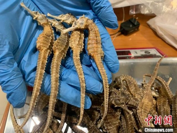 旅客违规携带海马干入境被 海关提醒：情节严重或被追刑责-1.jpg