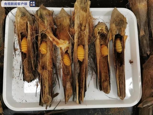 云南孟定海关截获164只红棕象甲活体 系检疫性有害生物-3.jpg