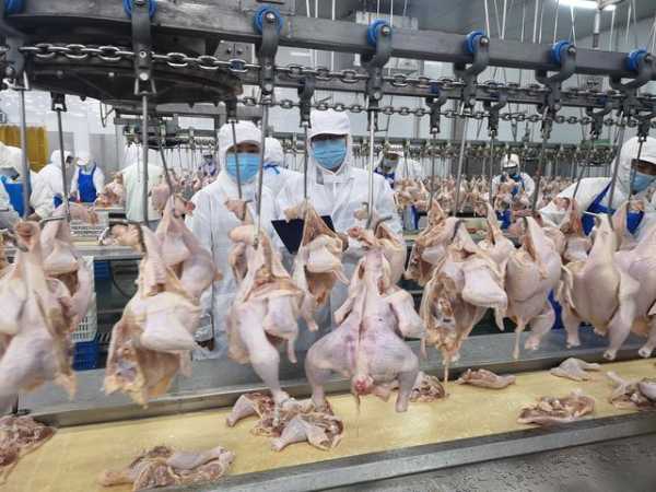 鞍山海关：优化全流程服务 助力鸡肉出口香港-3.jpg