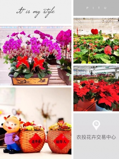 传统年 在新区——送春联 订年画 逛花市-10.jpg