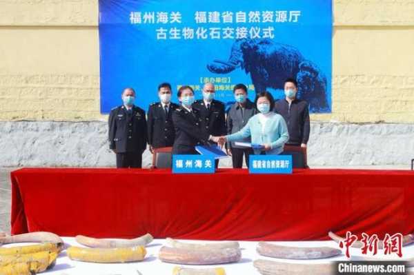 福州海关向福建省自然资源厅移交67件猛犸象牙化石-2.jpg