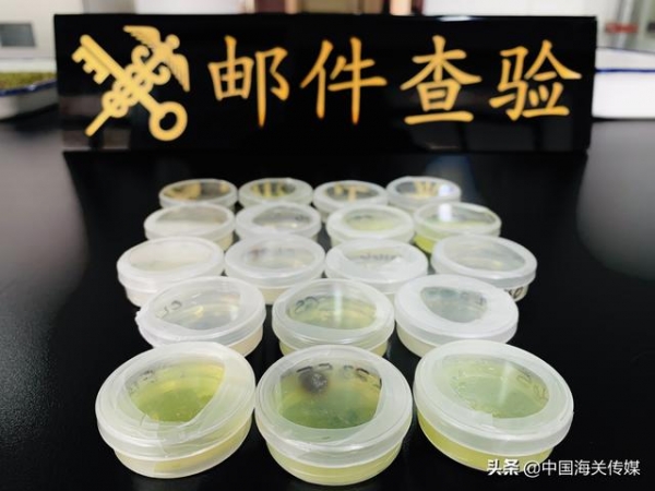 金陵海关：进境邮件中查获秀丽隐杆线虫18盒-1.jpg