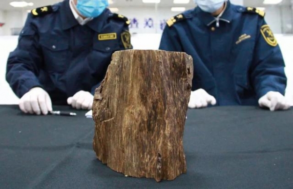 广州海关查获一票违规寄递进境濒危植物沉香木，重约2千克-1.jpg