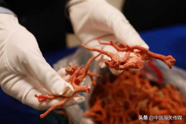 “水客”团伙“带货”，930万元红珊瑚走私案告破-5.jpg