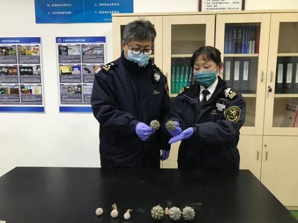 广州海关查获违规寄递仙人球8株-2.jpg