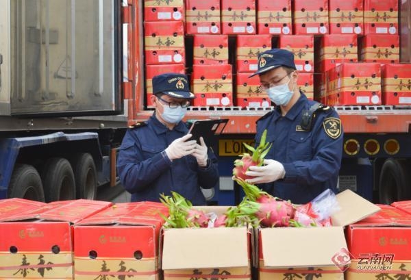 昆明海关助力云南高原特色农产品出口逆势上扬-1.jpg