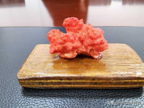 厉害了，大国海关！查获的石珊瑚移交后做科普展示-1.jpg