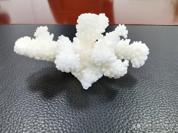 厉害了，大国海关！查获的石珊瑚移交后做科普展示-2.jpg