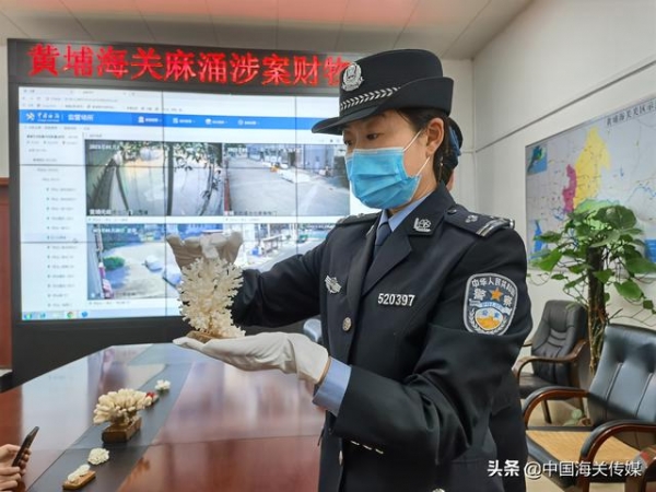 厉害了，大国海关！查获的石珊瑚移交后做科普展示-4.jpg