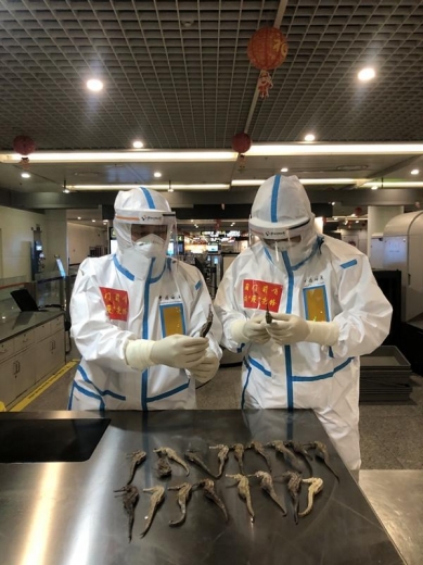 在行李中非法携带海马干入境，被成都海关查获-1.jpg