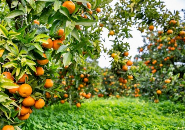 解读 | 一文读懂柑橘属水果出口-2.jpg