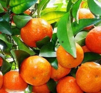 解读 | 一文读懂柑橘属水果出口-4.jpg