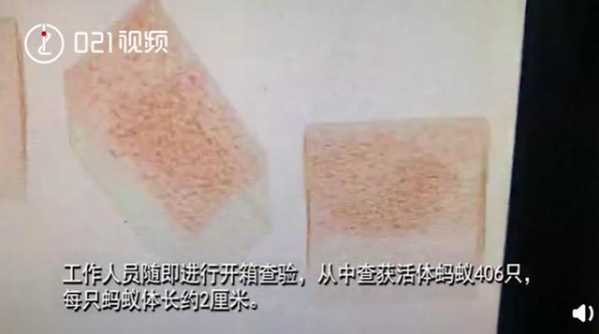 上海海关查获406只活体蚂蚁，每只都单独放置管中，网友：有何居心-1.jpg